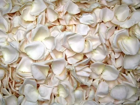 Rose Petals, White (Rosa spp.) - OUT OF STOCK