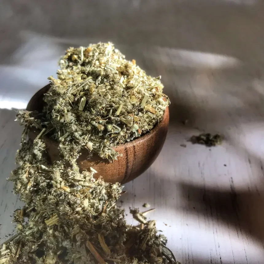 Mugwort (Artemisia vulgaris)