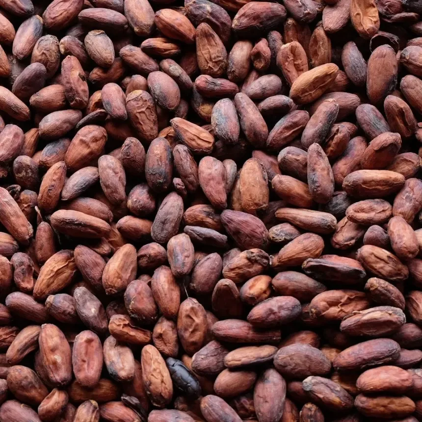 Cacao Beans, Whole (Theobroma cacao)