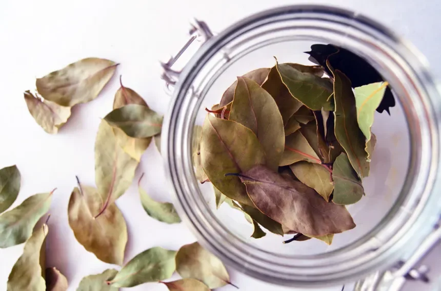 Bay Leaf (Laurus nobilis)