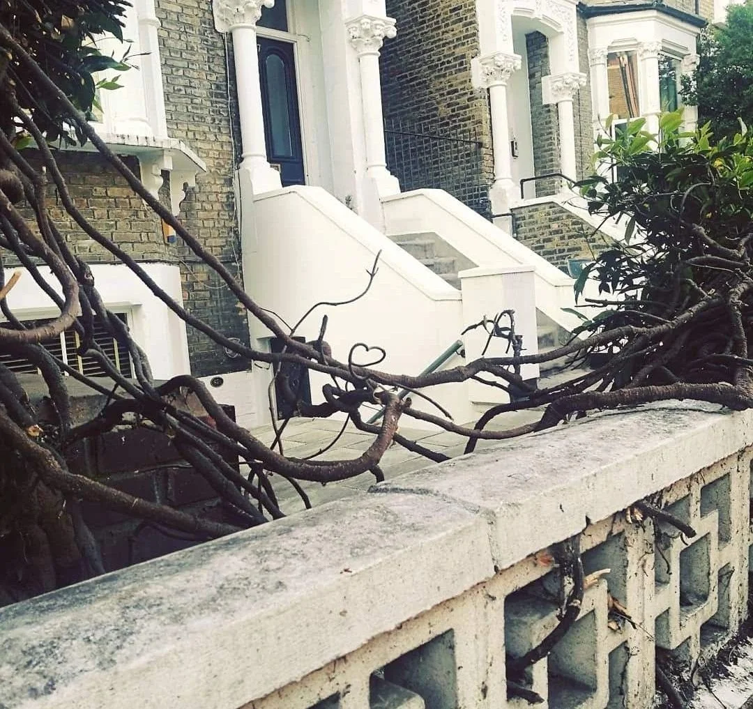 A tangle of tree branches form a small heart shape.