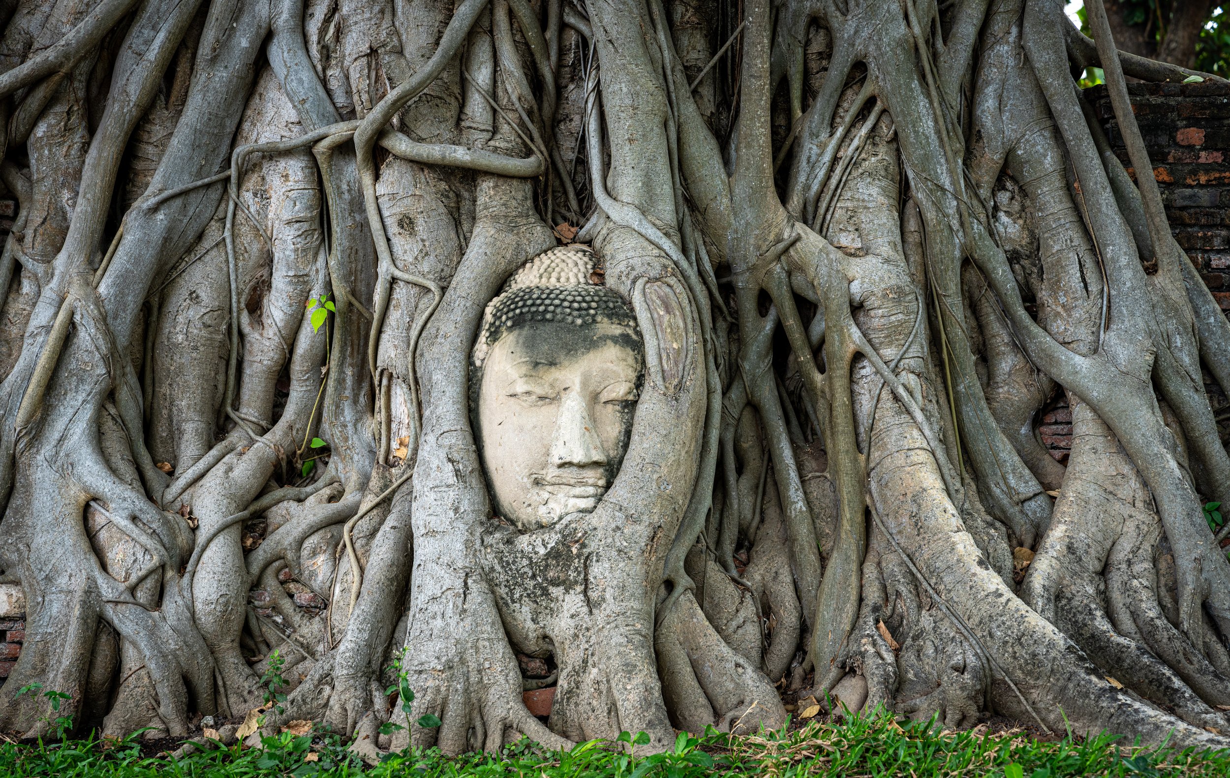 Buddha head entwined in tree roots at Wat Mahathat in the Ayutthaya, Thailand