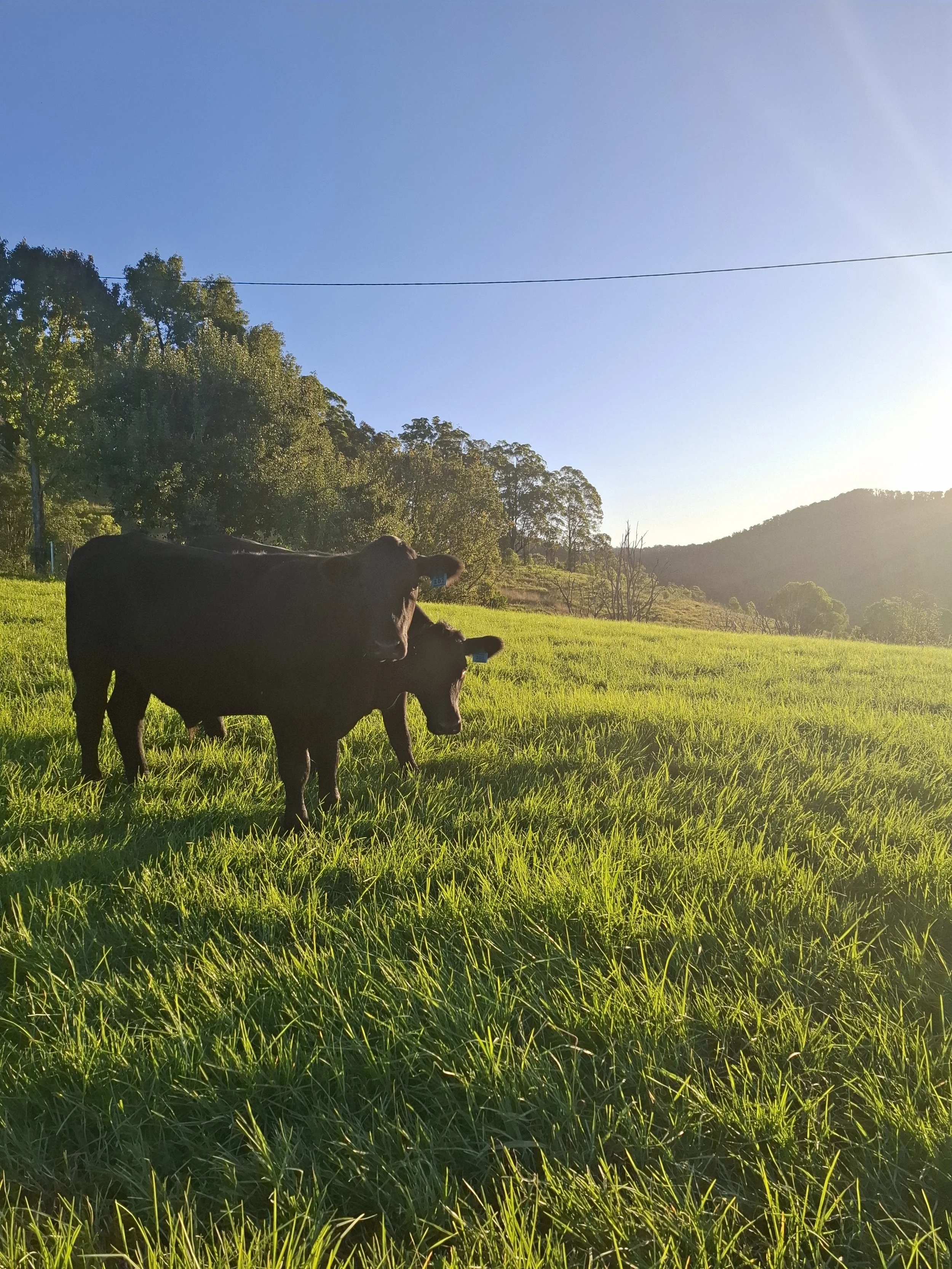 A cow and calf grazing on lush green grass with trees and hills in the background, under a clear blue sky with bright sunlight.