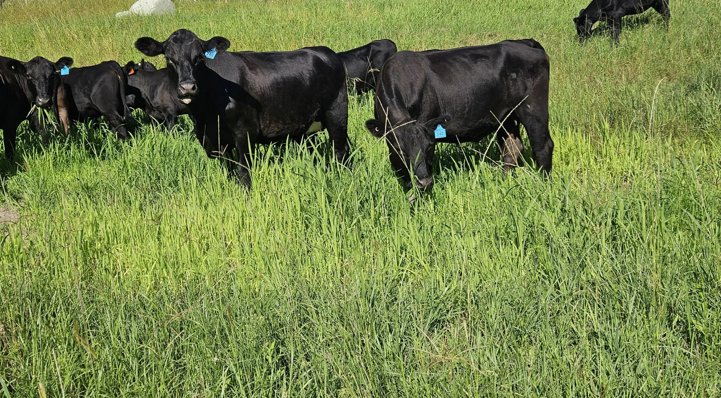 Black cows grazing in a green field.