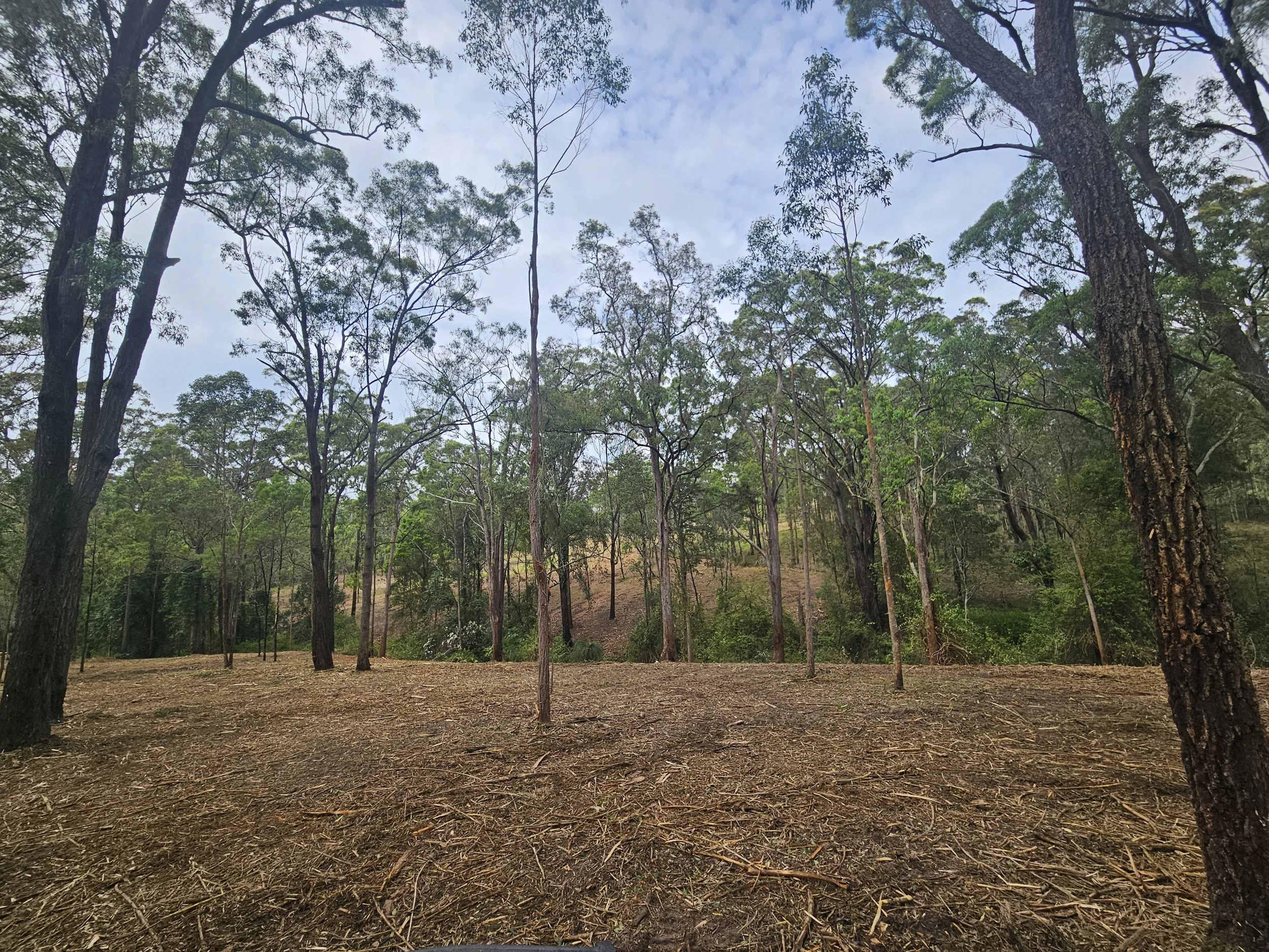 A view of a forest with tall trees and a partly cloudy sky.