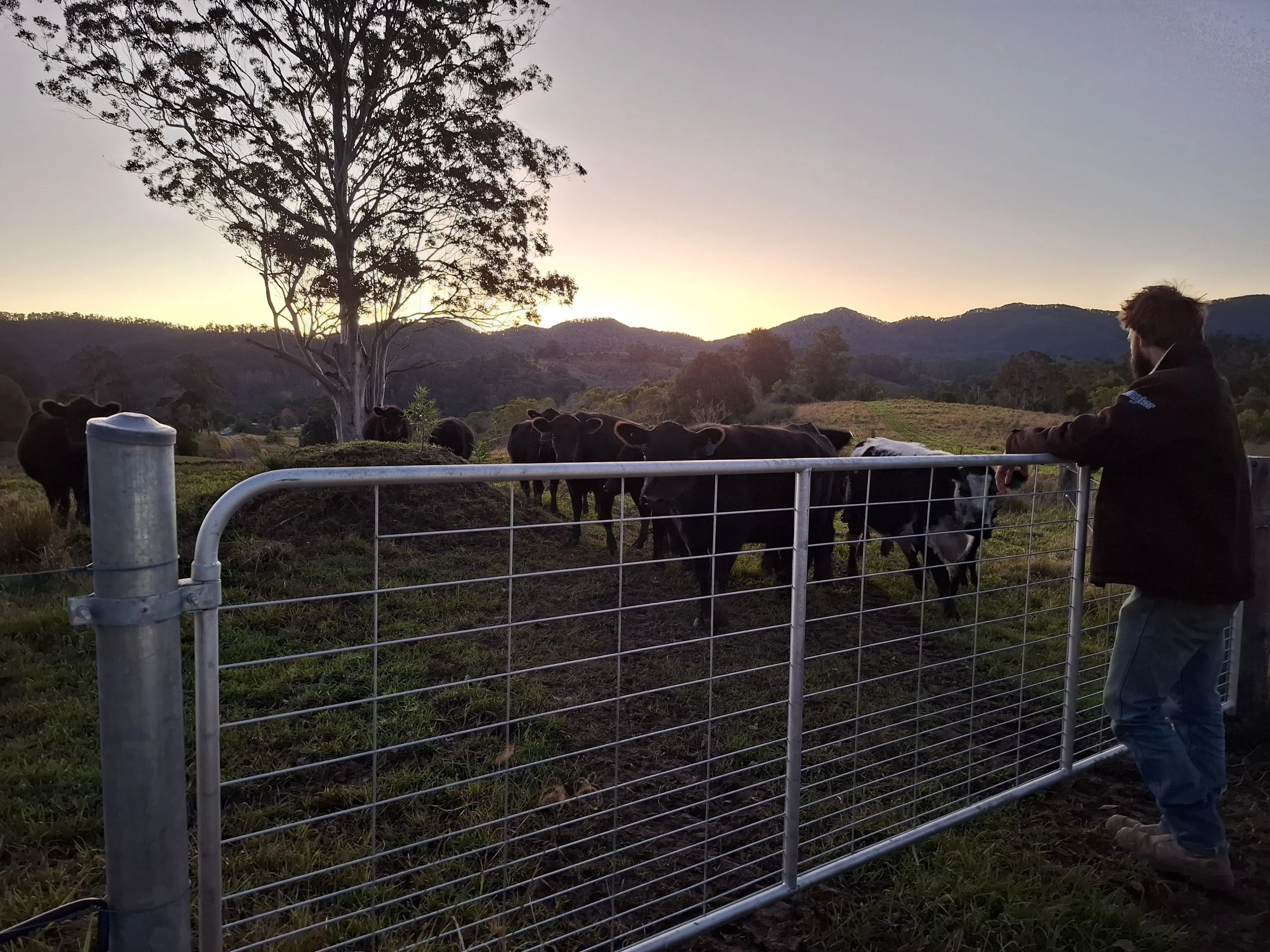Looking after cows, property management, cattle, livestock management.