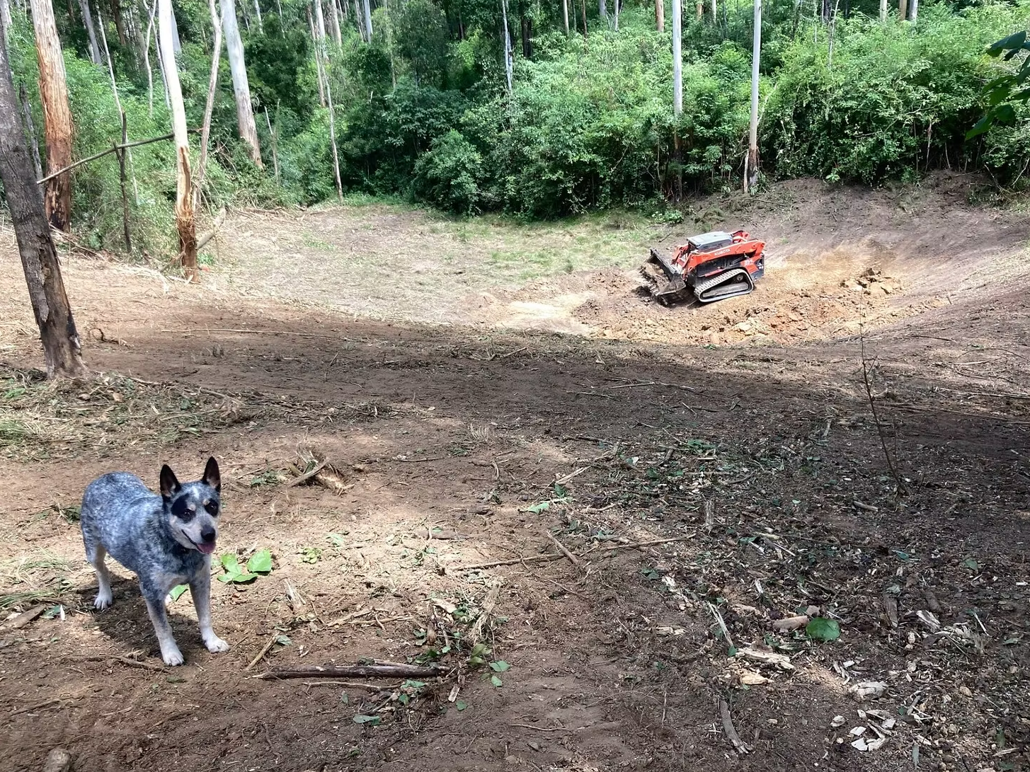 A dog standing on dirt ground in a wooded area with trees and bushes. In the background, there is a small orange tracked construction vehicle on a cleared patch of land.