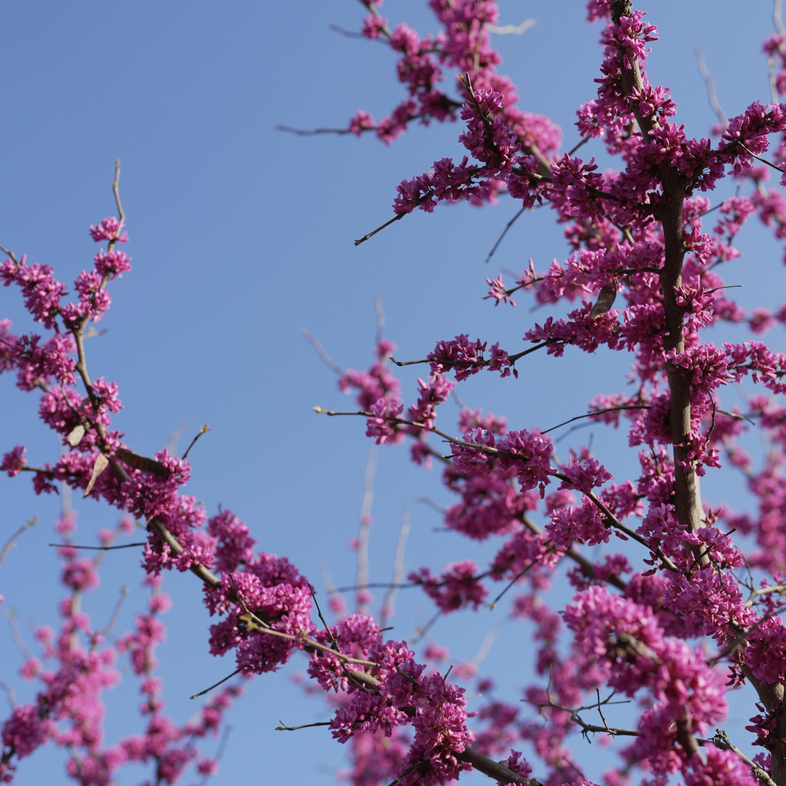 Introducing Branching Out: Our Reimagined Blog Where Ideas Take Root