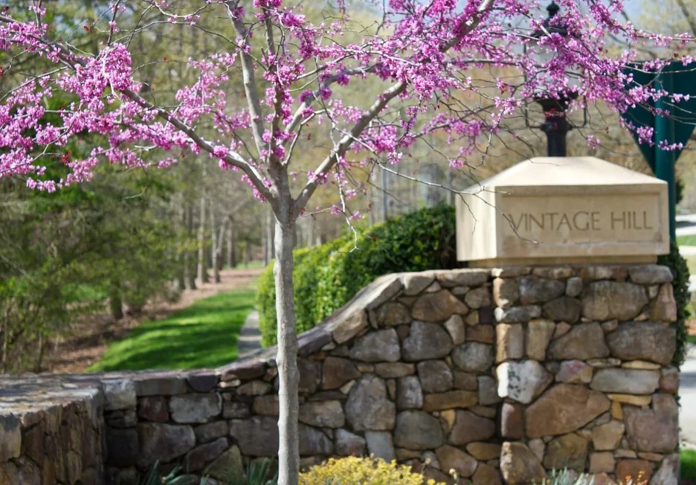 Pink flowering tree next to a stone wall with a sign that says 'VINTAGE HILL' in a neighborhood with a sidewalk and green grass.