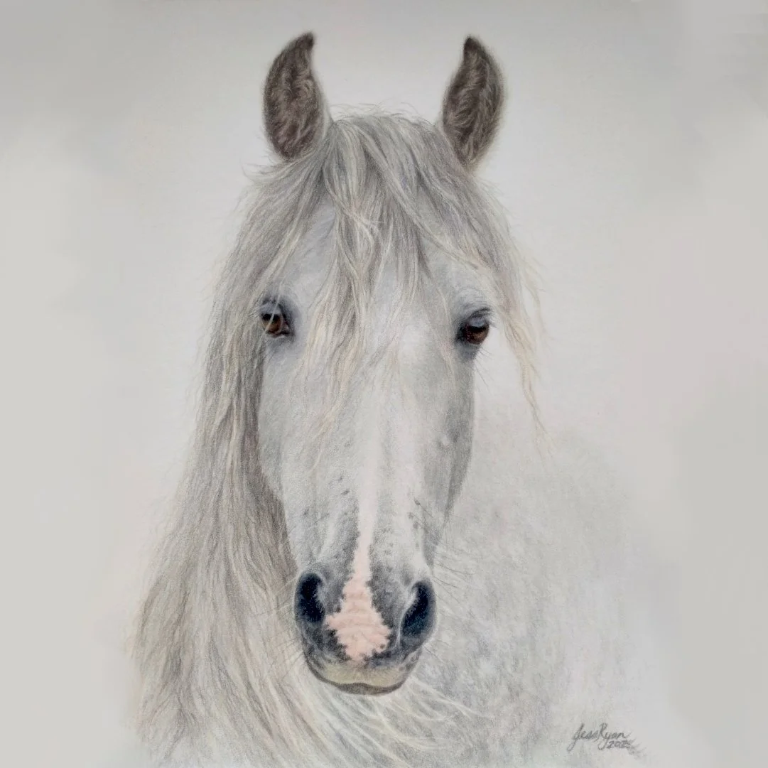 JESS RYAN - EQUINE ART NZ