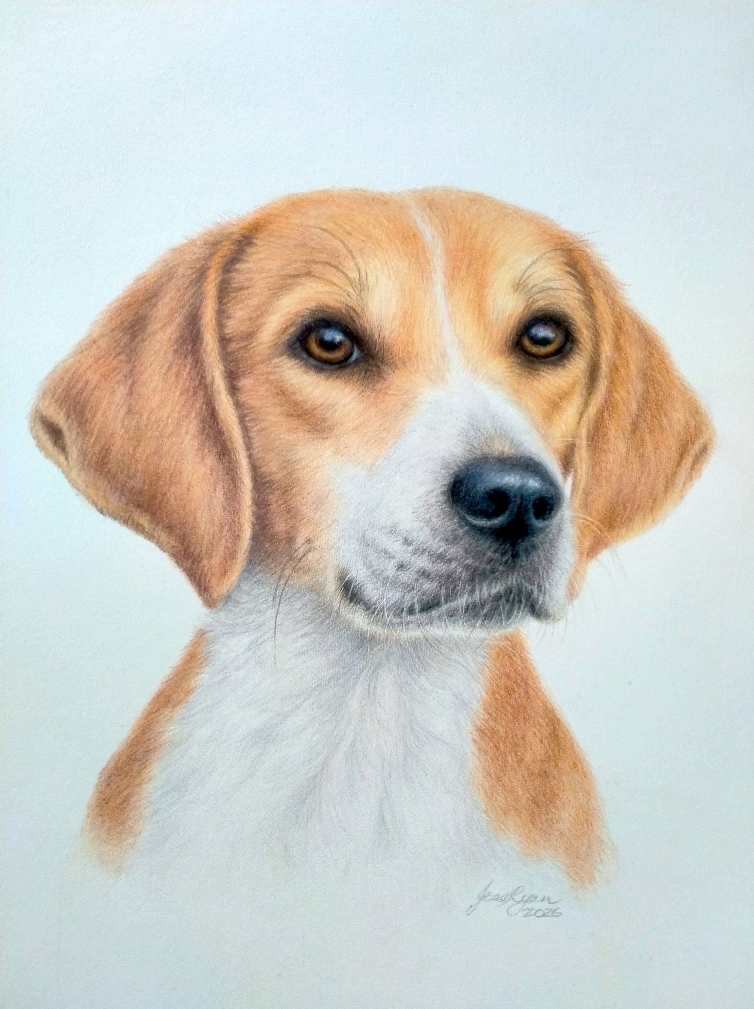 Jess RyanBeagle2.jpg