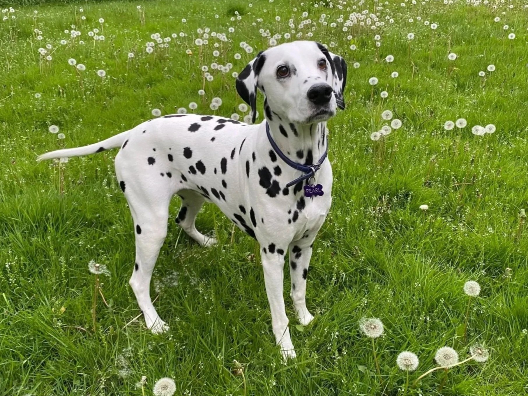 A Dalmatian dog standing in a green field with dandelions. The dog has a white coat with black spots and is wearing a purple collar with a purple bone-shaped tag that says 'PEARL.' The dog is looking at the camera with a curious expression.