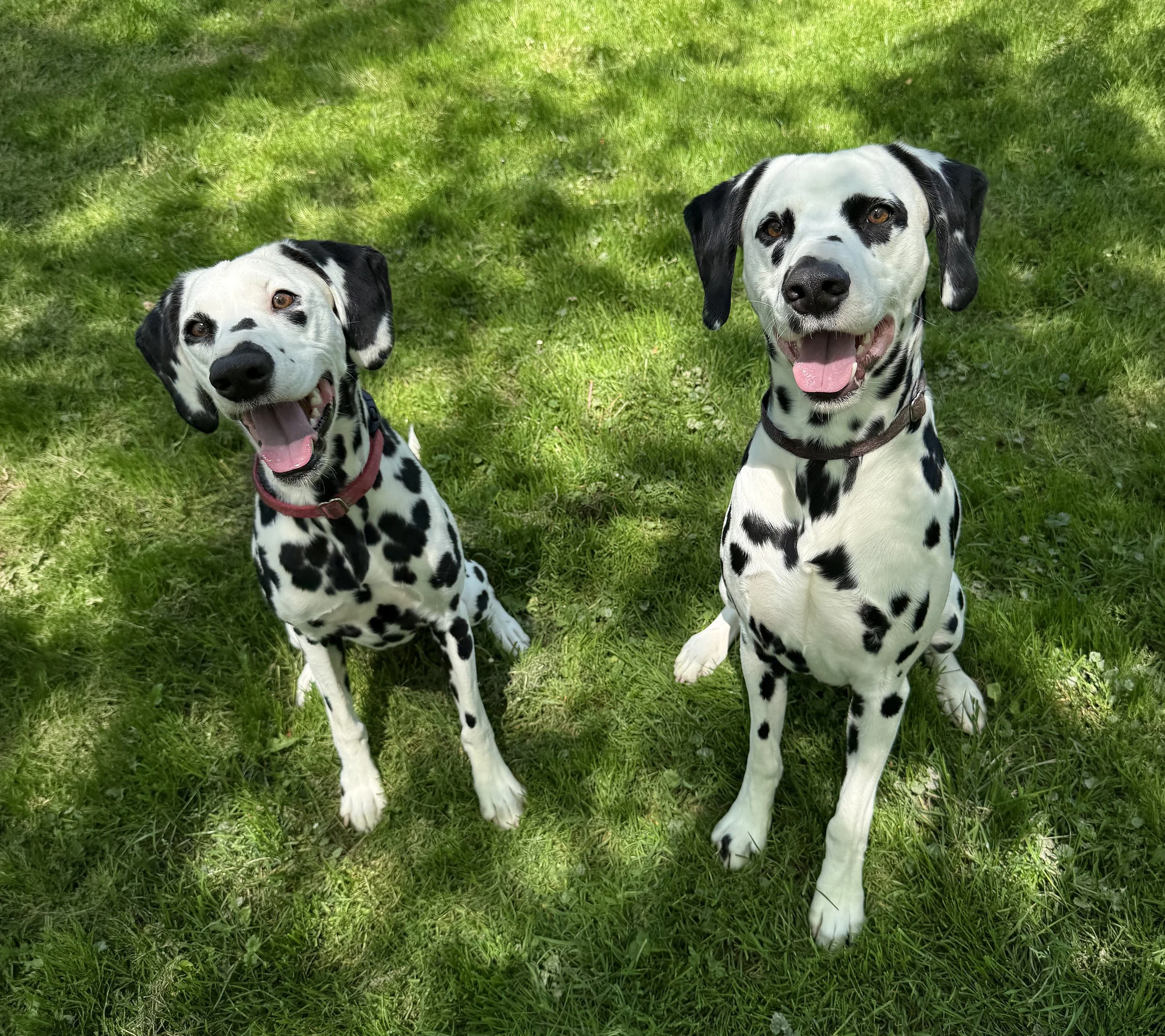 Two Dalmatian dogs with black spots on a grassy lawn, both looking at the camera with open mouths and happy expressions.