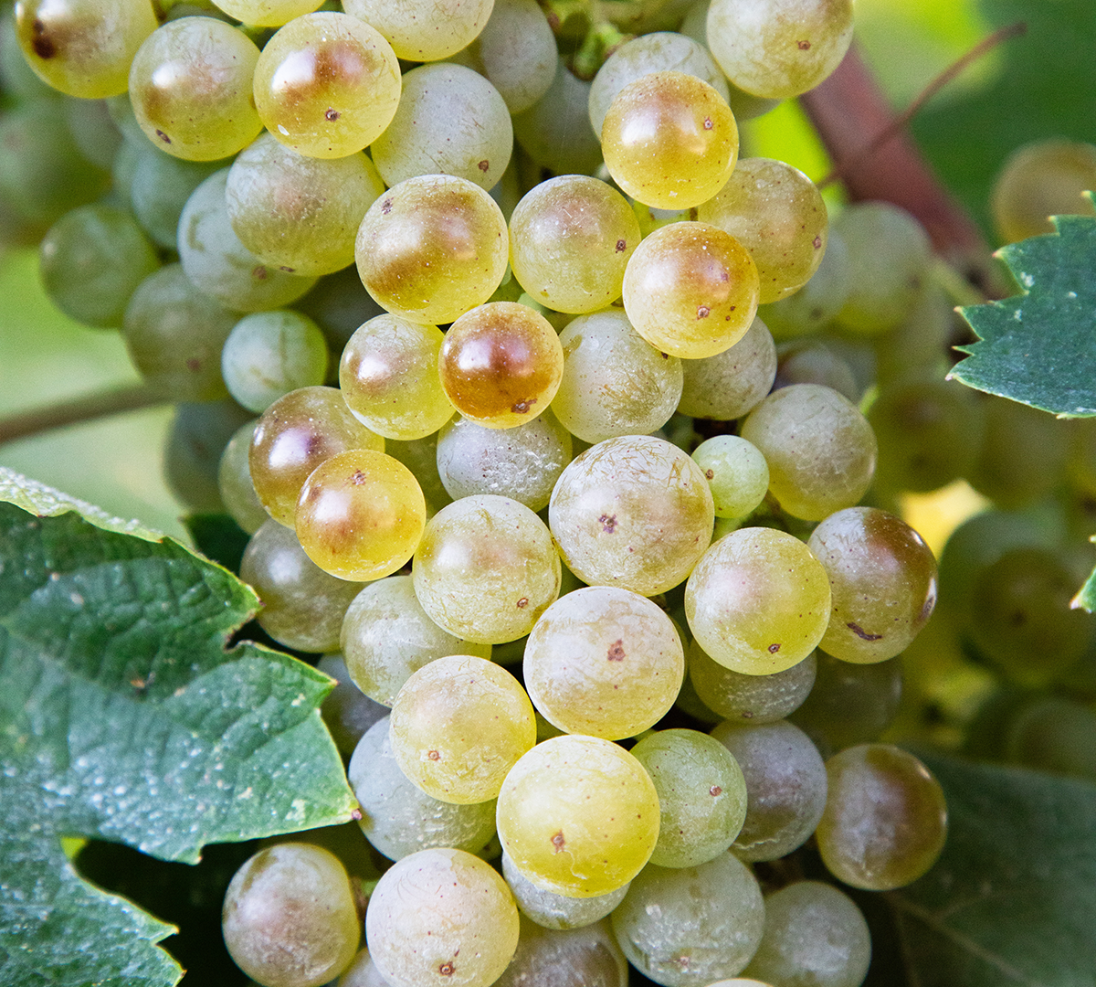 Close-up of a bunch of ripe green grapes on the vine, surrounded by green leaves.