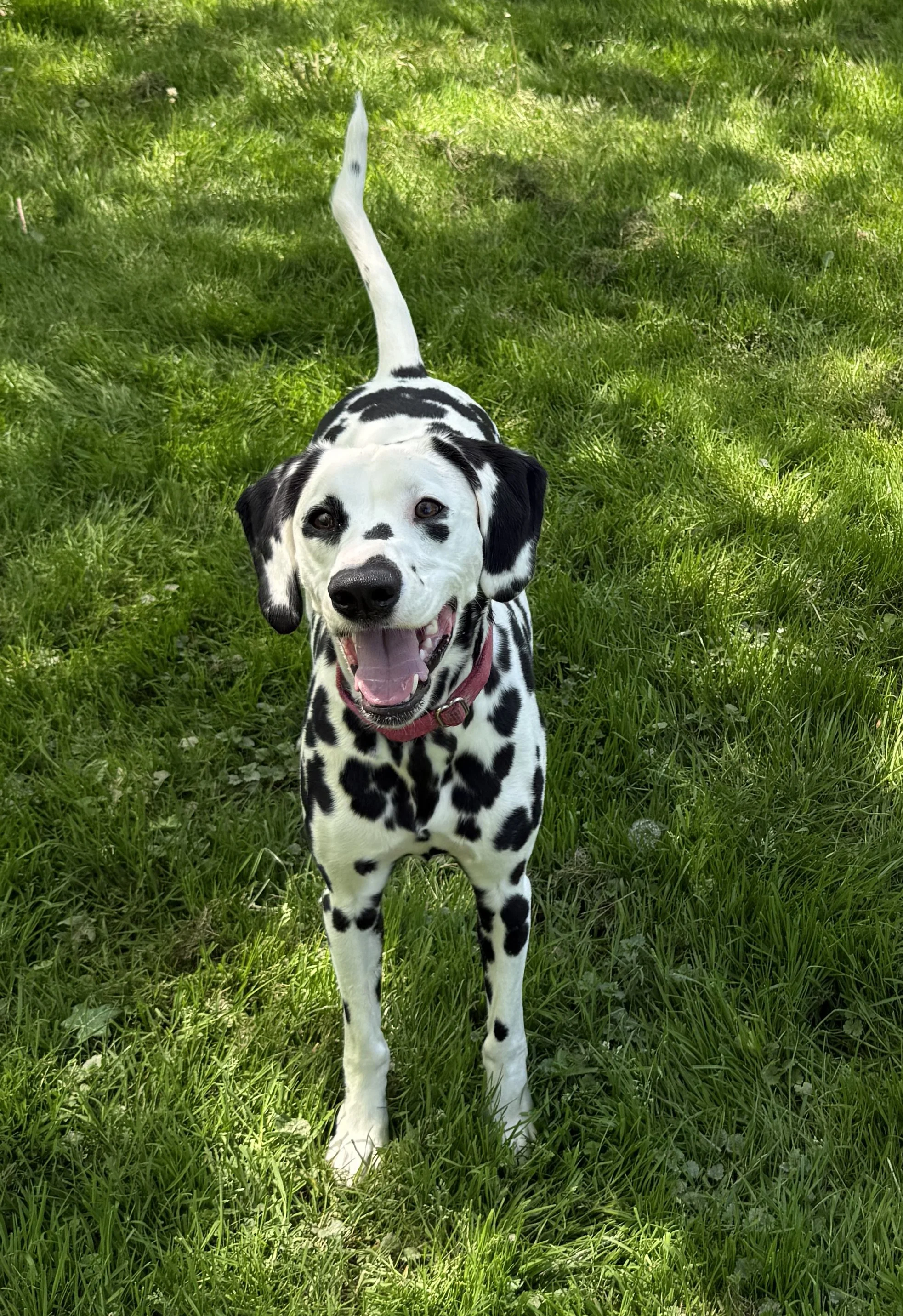 A happy Dalmatian dog with a pink collar standing on green grass in a park or yard, looking at the camera with an open mouth.