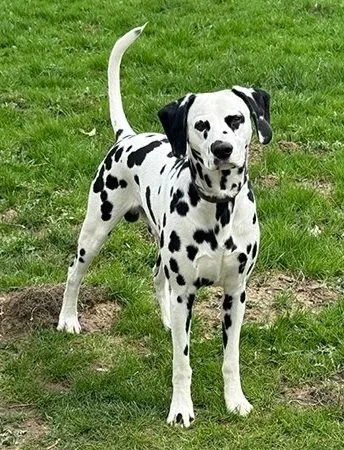 Dalmatian dog standing on grass, facing forward with tail raised.