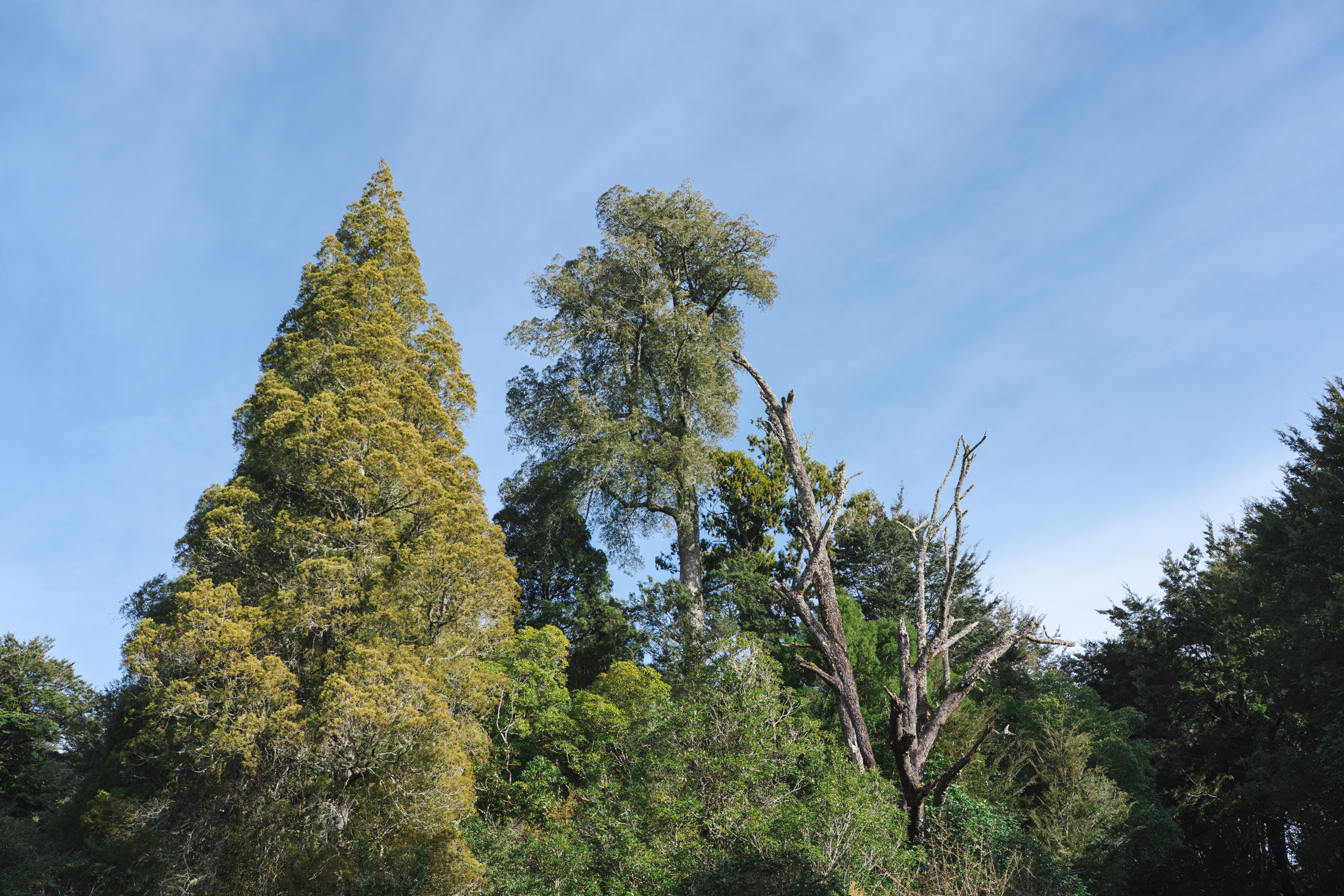 RDE_Pelorus-44.png