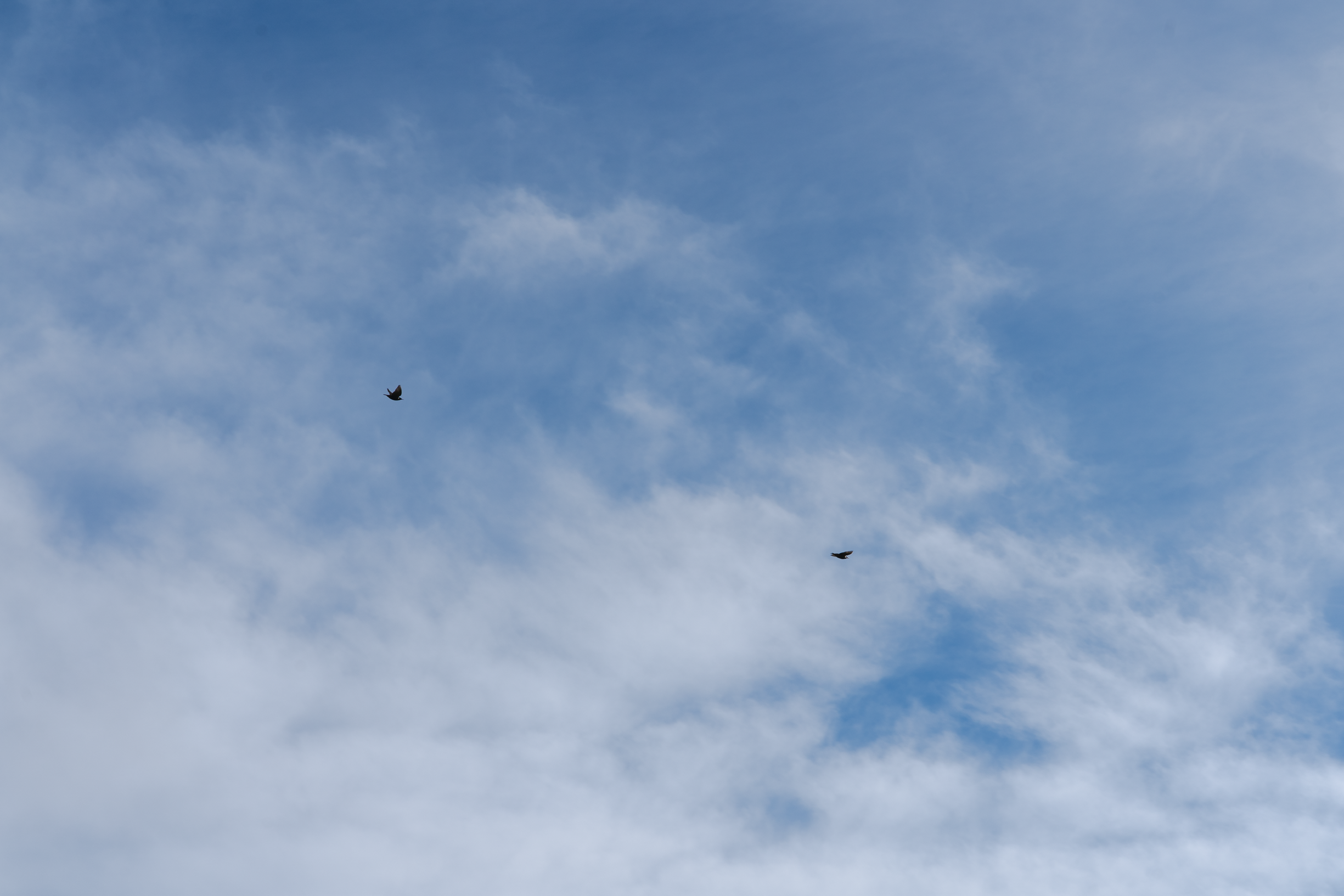RDE_Pelorus-24.png