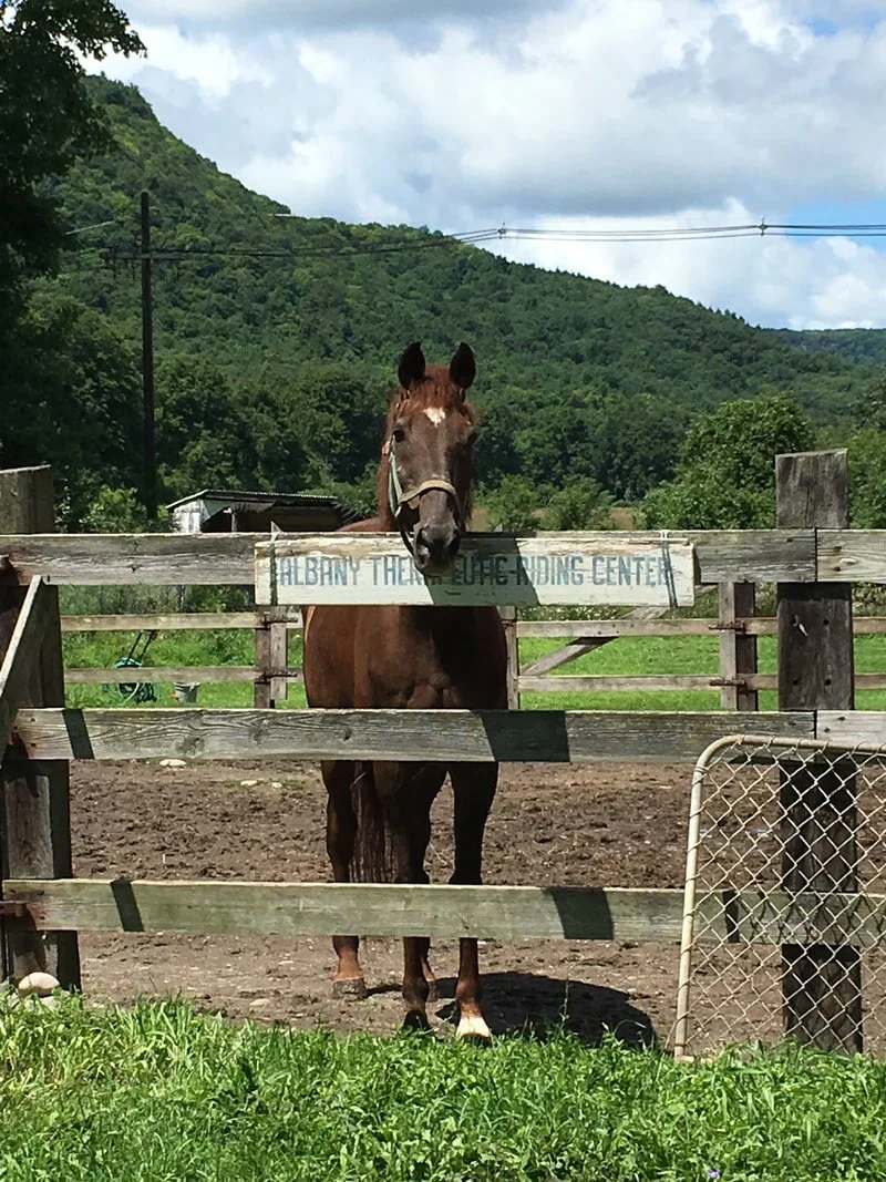 A brown horse standing behind a wooden fence at the Albany Therapeutic Riding Center, with a scenic background of green hills and a cloudy sky.