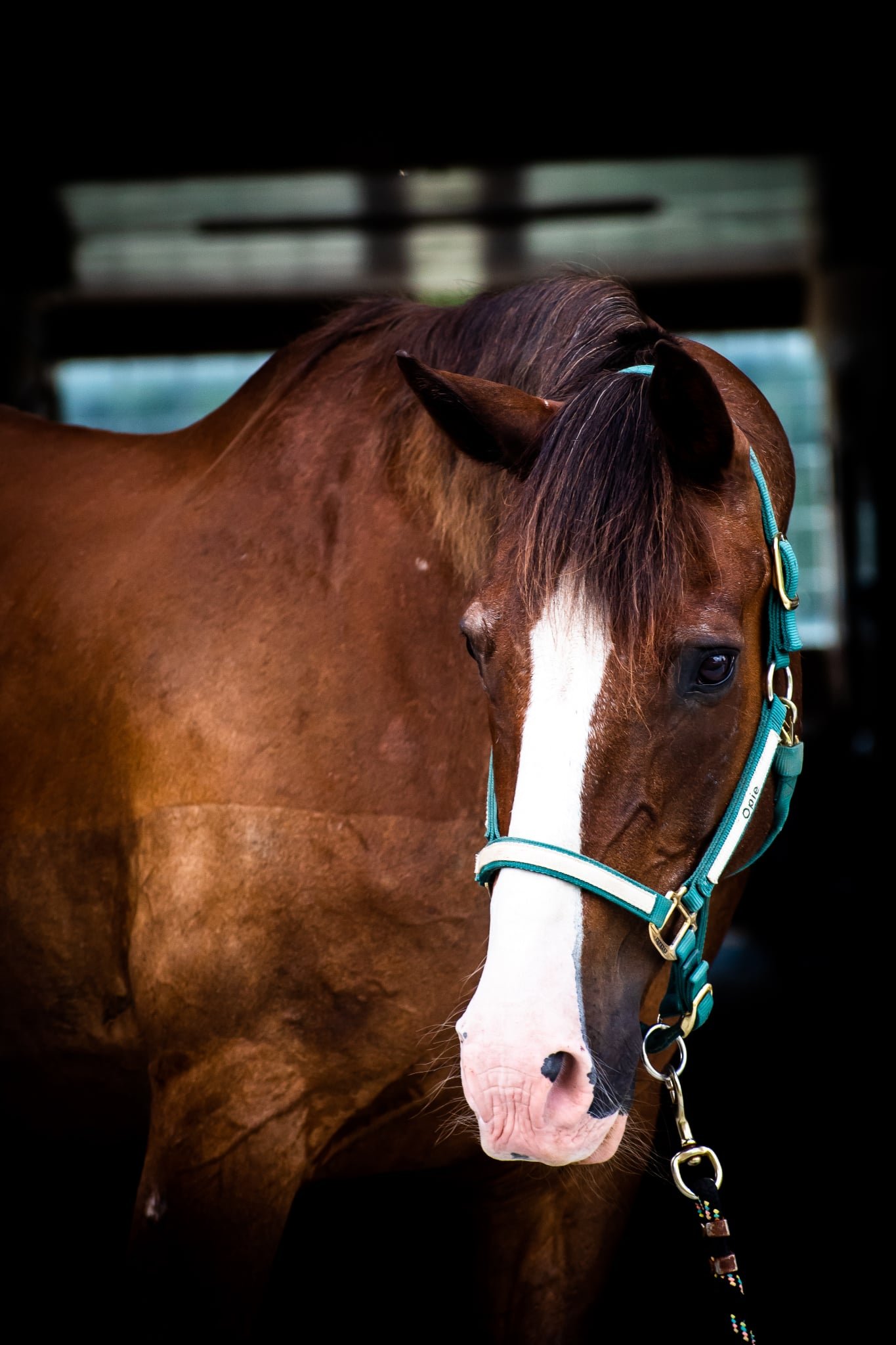 Close-up of a brown horse with a white blaze on its face, wearing a teal halter, outdoors with green trees and a white fence in the background.