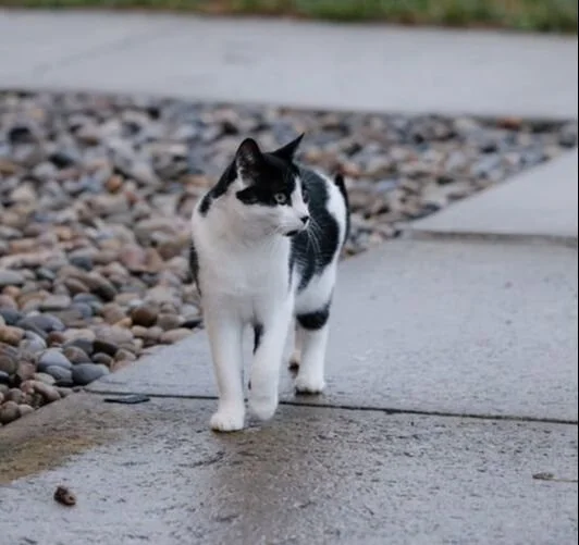 A black and white cat walking on a concrete sidewalk with rocks on the side.