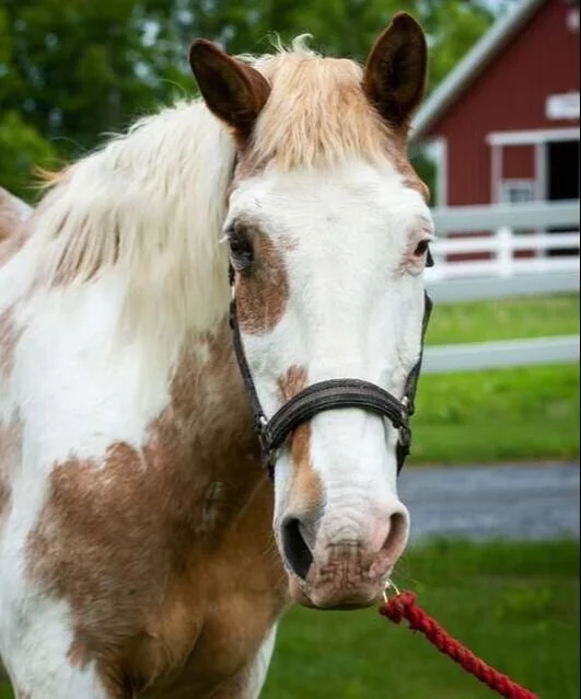 Close-up of a white and brown horse with a red barn and green grass in the background.