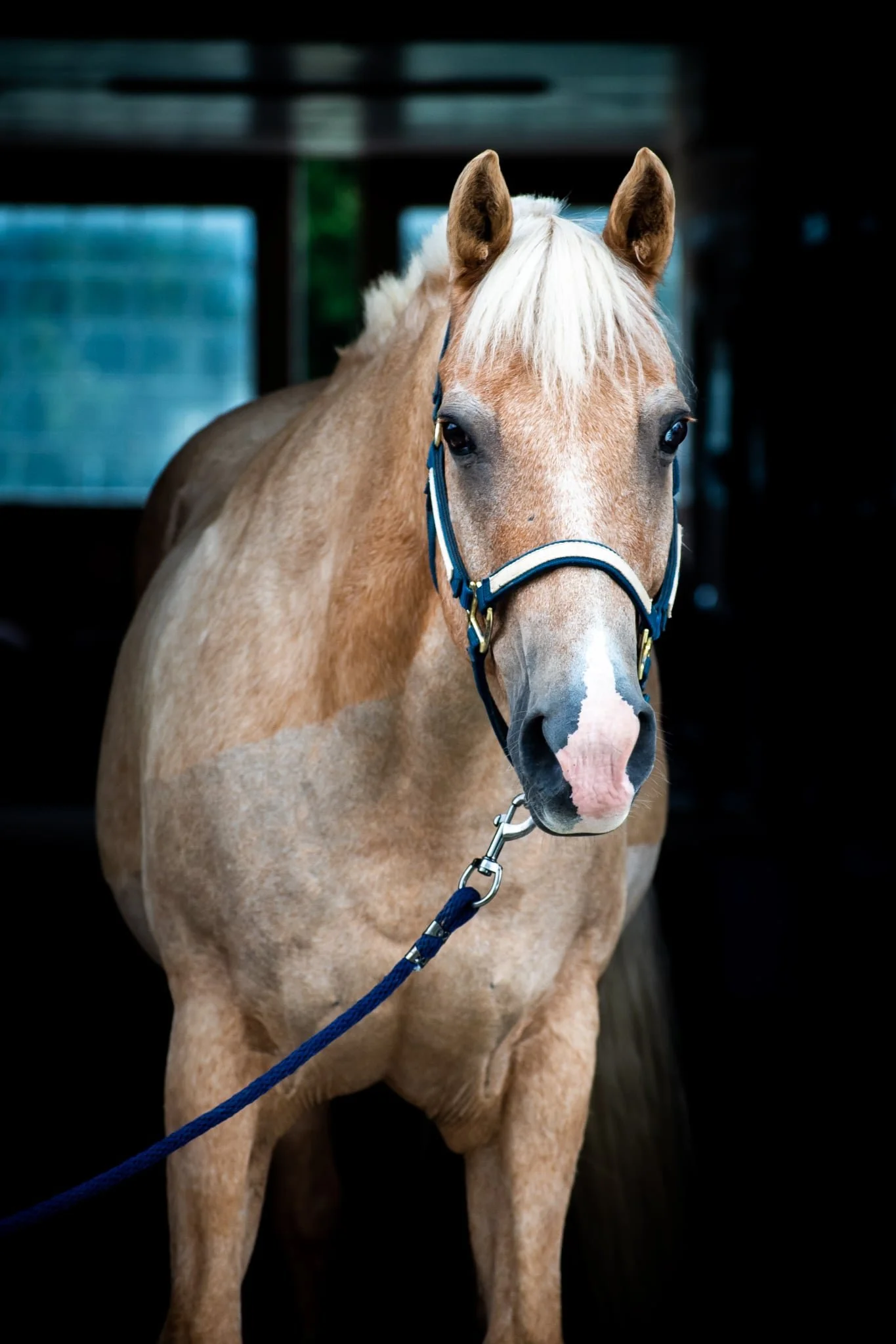 A cream-colored horse wearing a navy halter standing outdoors with a white fence and a red barn in the background.