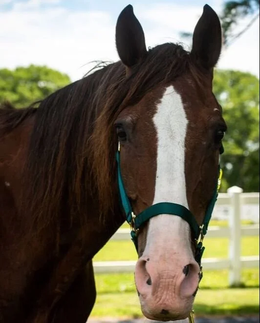 Close-up of a brown horse with a white blaze on its face, wearing a teal halter, outdoors with green trees and a white fence in the background.