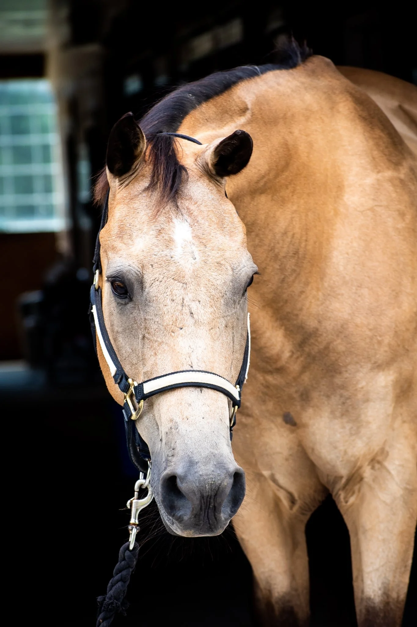 Close-up of a light brown horse with a black halter, standing outdoors near a white fence, red barn, and green trees.