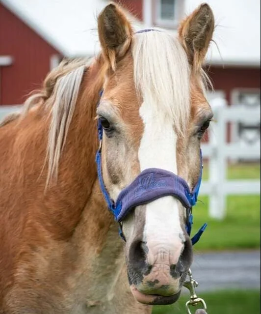 Close-up of a palomino horse wearing a purple halter outdoors with a white fence and a red barn in the background.