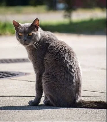 Gray cat sitting outdoors on a sidewalk with a blurred background of grass and trees.