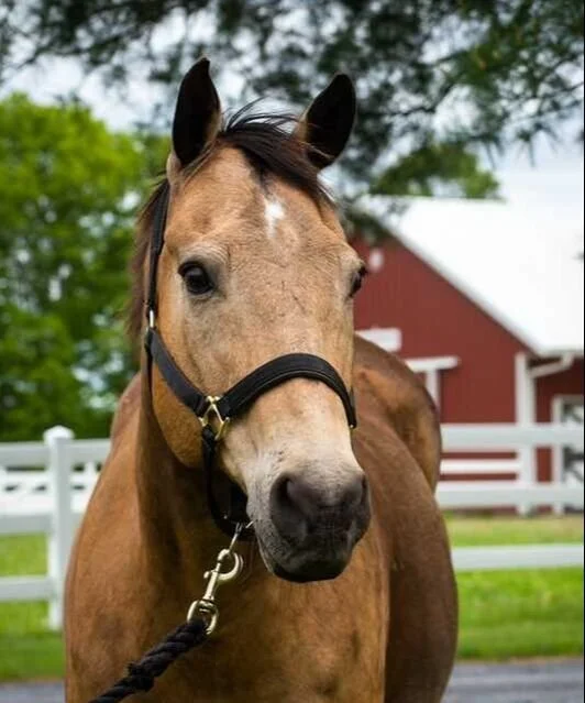 Close-up of a light brown horse with a black halter, standing outdoors near a white fence, red barn, and green trees.