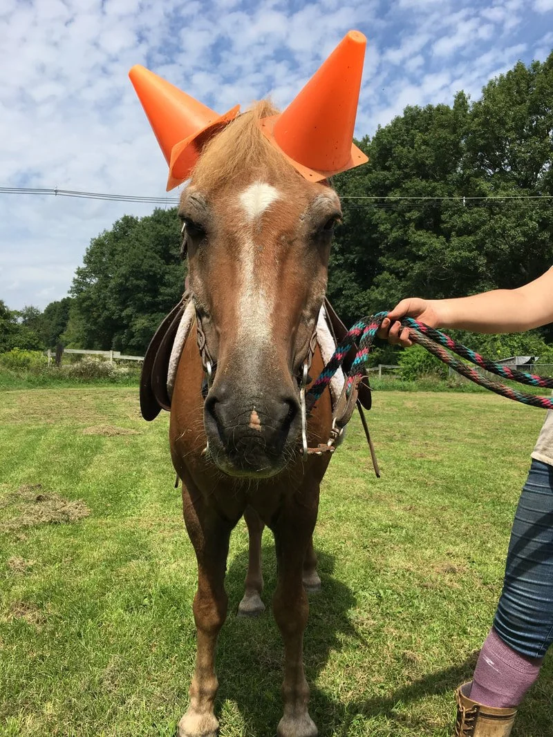 A brown horse wearing orange traffic cone hats on its ears, held by a person on a leash in an outdoor grassy area.