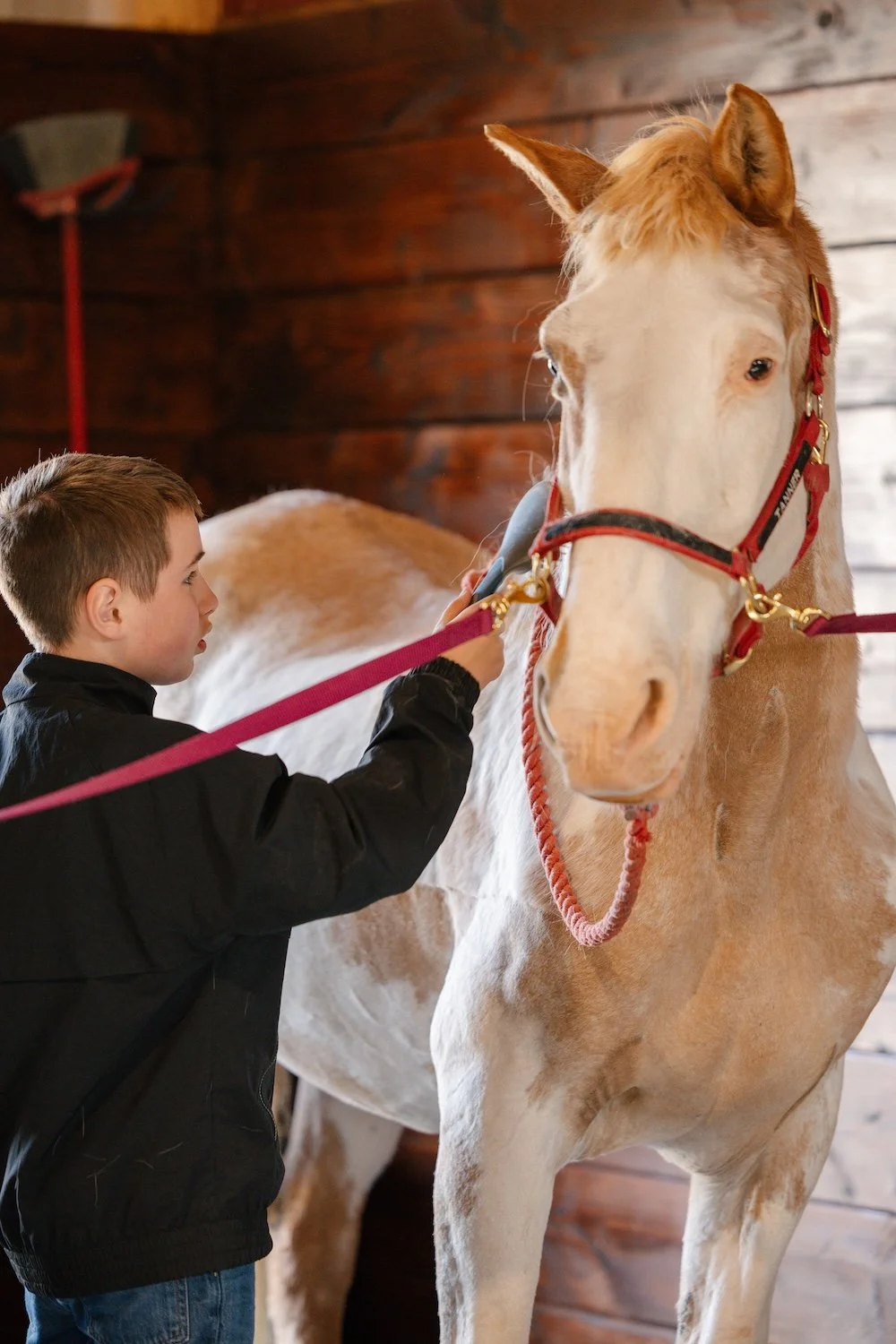 A young boy grooming a light brown and white horse inside a wooden barn.