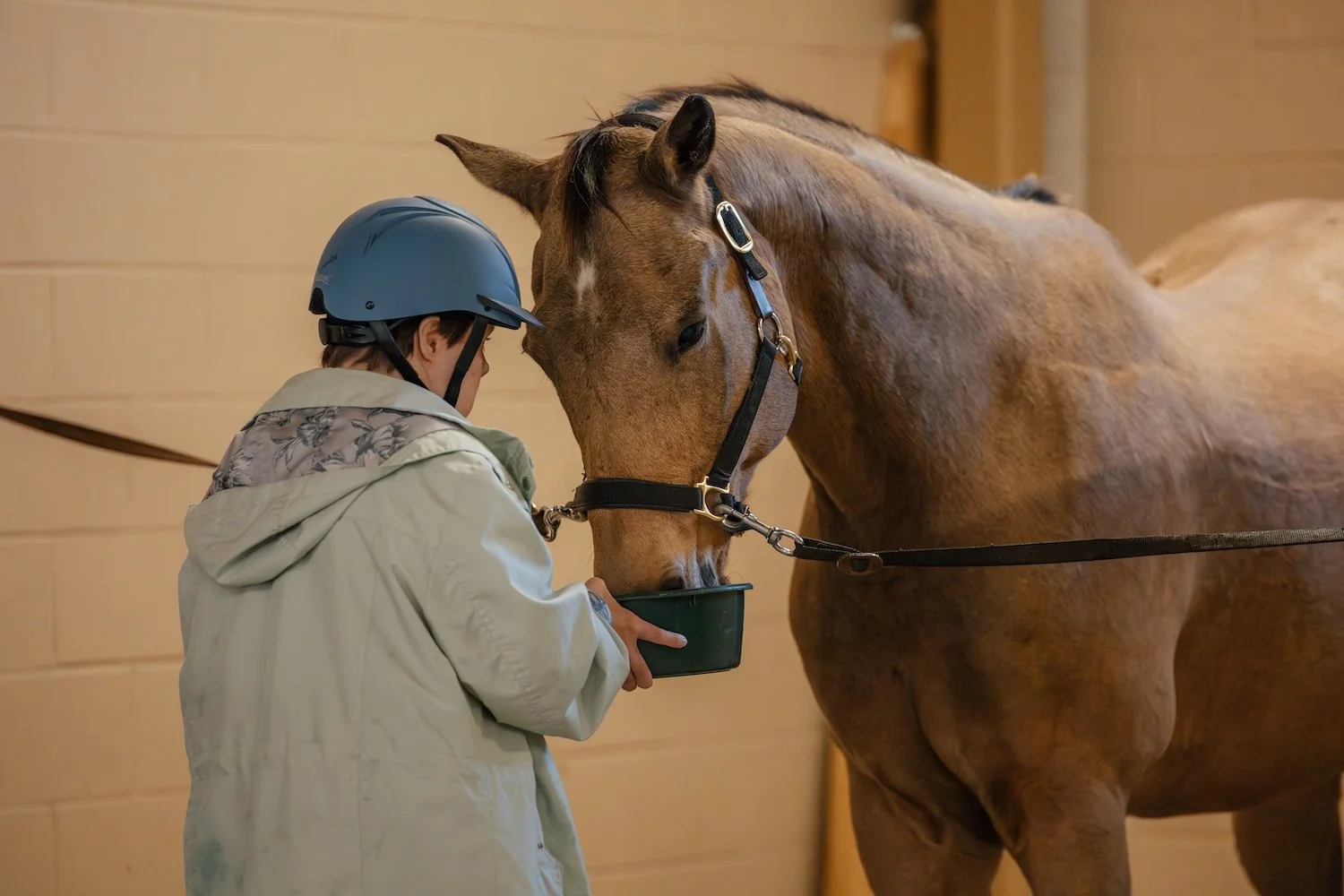 A person wearing a riding helmet and jacket feeding a brown horse from a green container inside a stable.