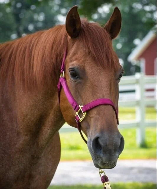 Close-up of a chestnut horse wearing a pink halter outdoors with trees and a white fence in the background.