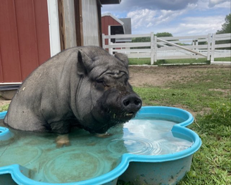 A dog with a large build and dark fur is relaxing in a small blue plastic kiddie pool outdoors on grass, with a red barn and white fence in the background.
