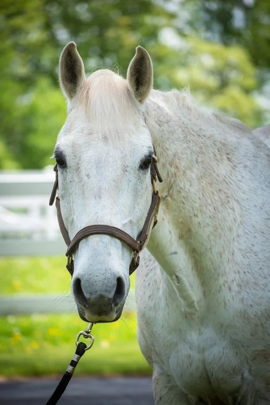 Close-up of a white horse with a halter, standing outdoors with a green background.