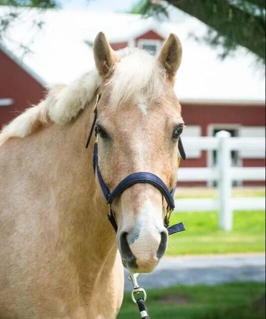 A cream-colored horse wearing a navy halter standing outdoors with a white fence and a red barn in the background.