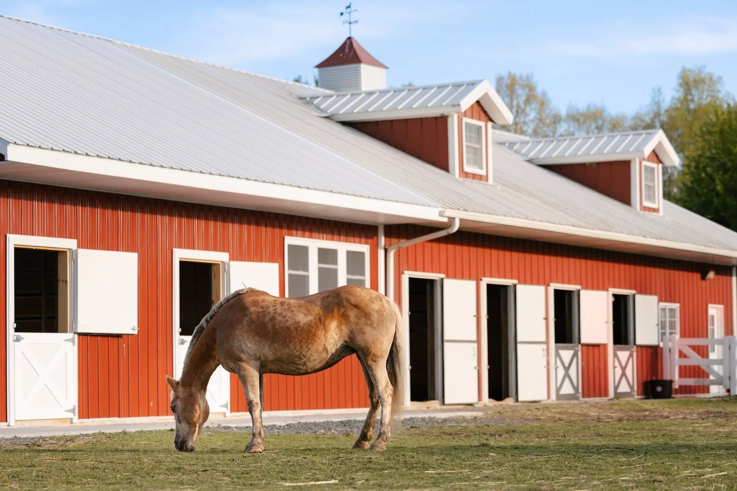A brown horse grazing on grass in front of a red barn with white doors and windows, with a clear blue sky and some trees in the background.