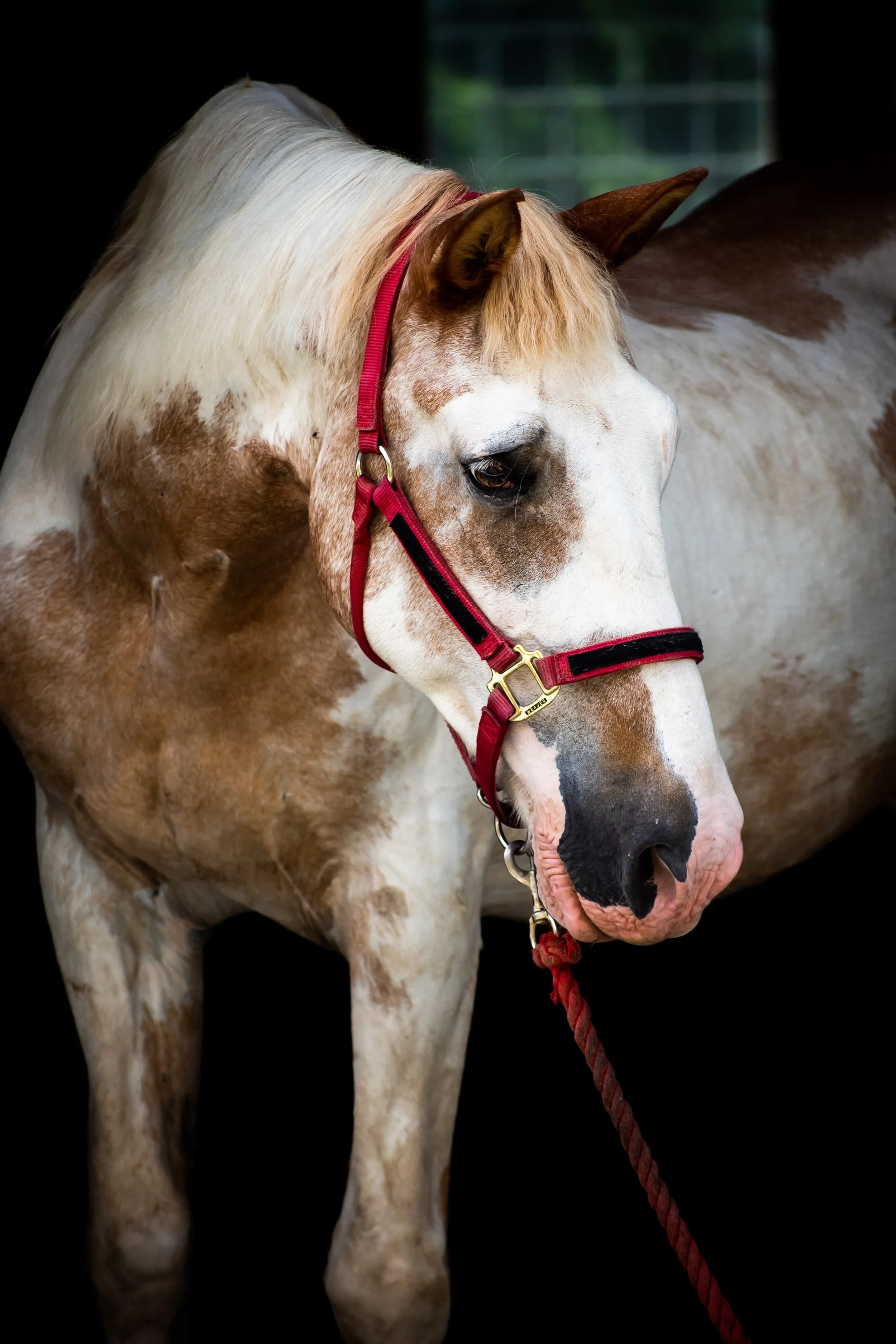 Close-up of a white and brown horse with a red barn and green grass in the background.