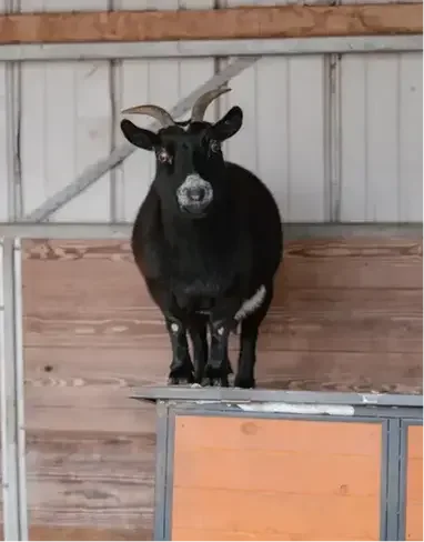 A black goat standing on a platform with white markings, inside a wooden barn with metal walls.