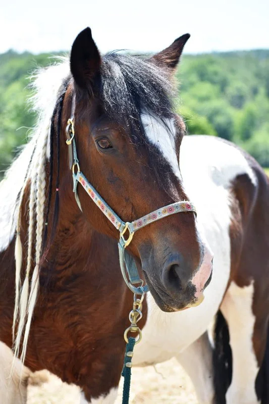 Close-up of a brown and white horse wearing a colorful halter, standing outdoors with a green landscape in the background.
