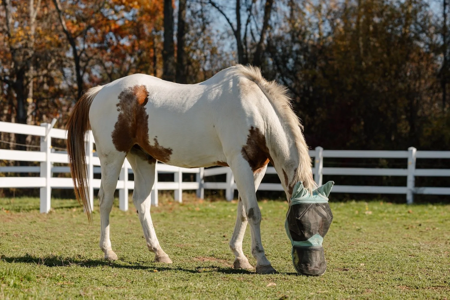 A white horse with brown spots wearing a fly mask, grazing on a grassy field with a white fence and autumn trees in the background.