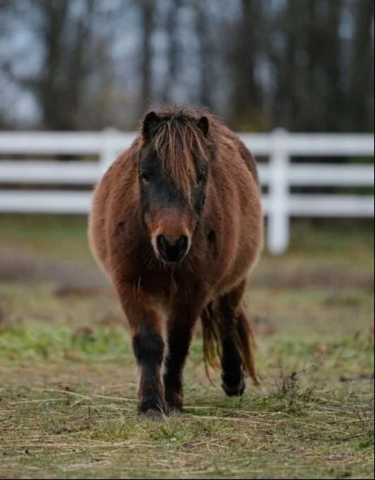 A small brown horse walking toward the camera on a grassy field with a white fence and trees in the background.
