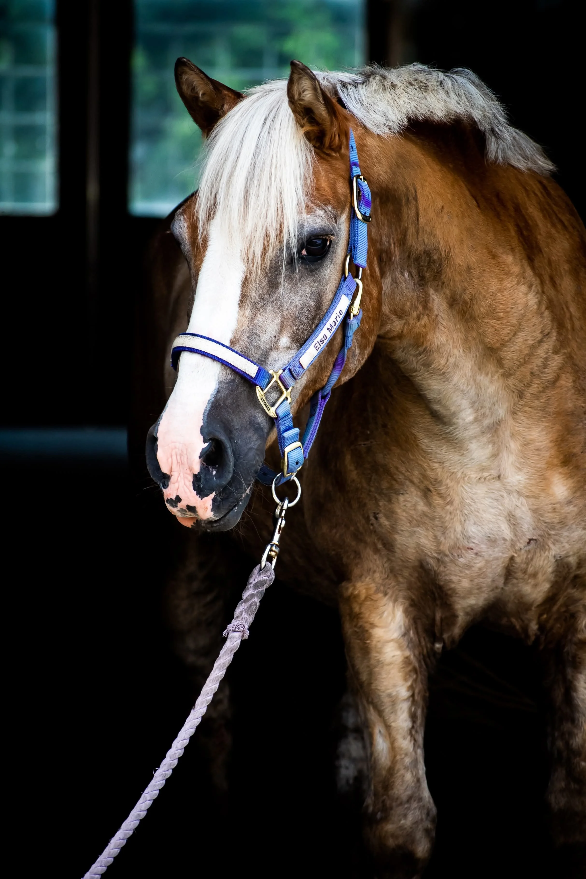 Close-up of a palomino horse wearing a purple halter outdoors with a white fence and a red barn in the background.