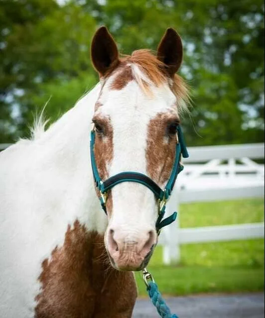 Close-up of a white and brown horse wearing a blue halter, standing outdoors with green trees and a white fence in the background.