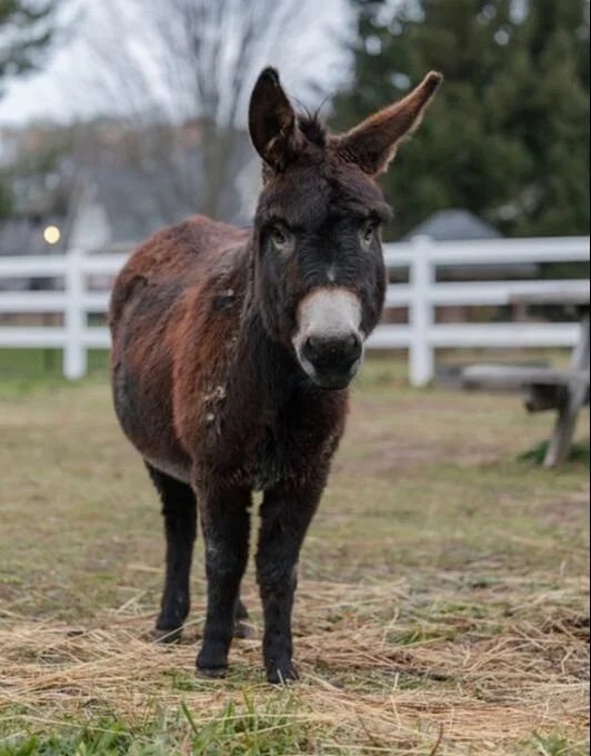 A donkey standing outdoors on grass, with a white fence and trees in the background, and a bench to the right.