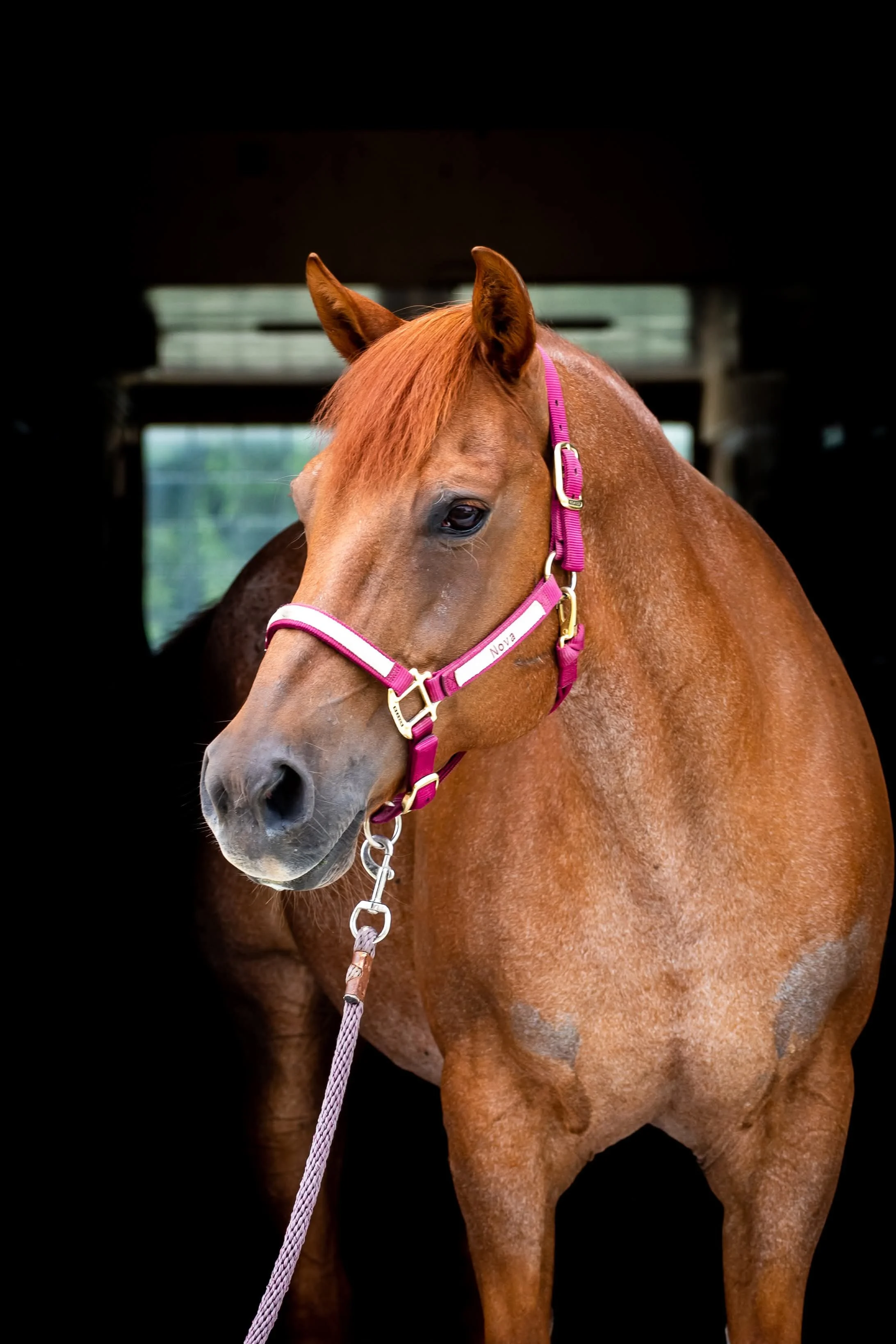 Close-up of a chestnut horse wearing a pink halter outdoors with trees and a white fence in the background.