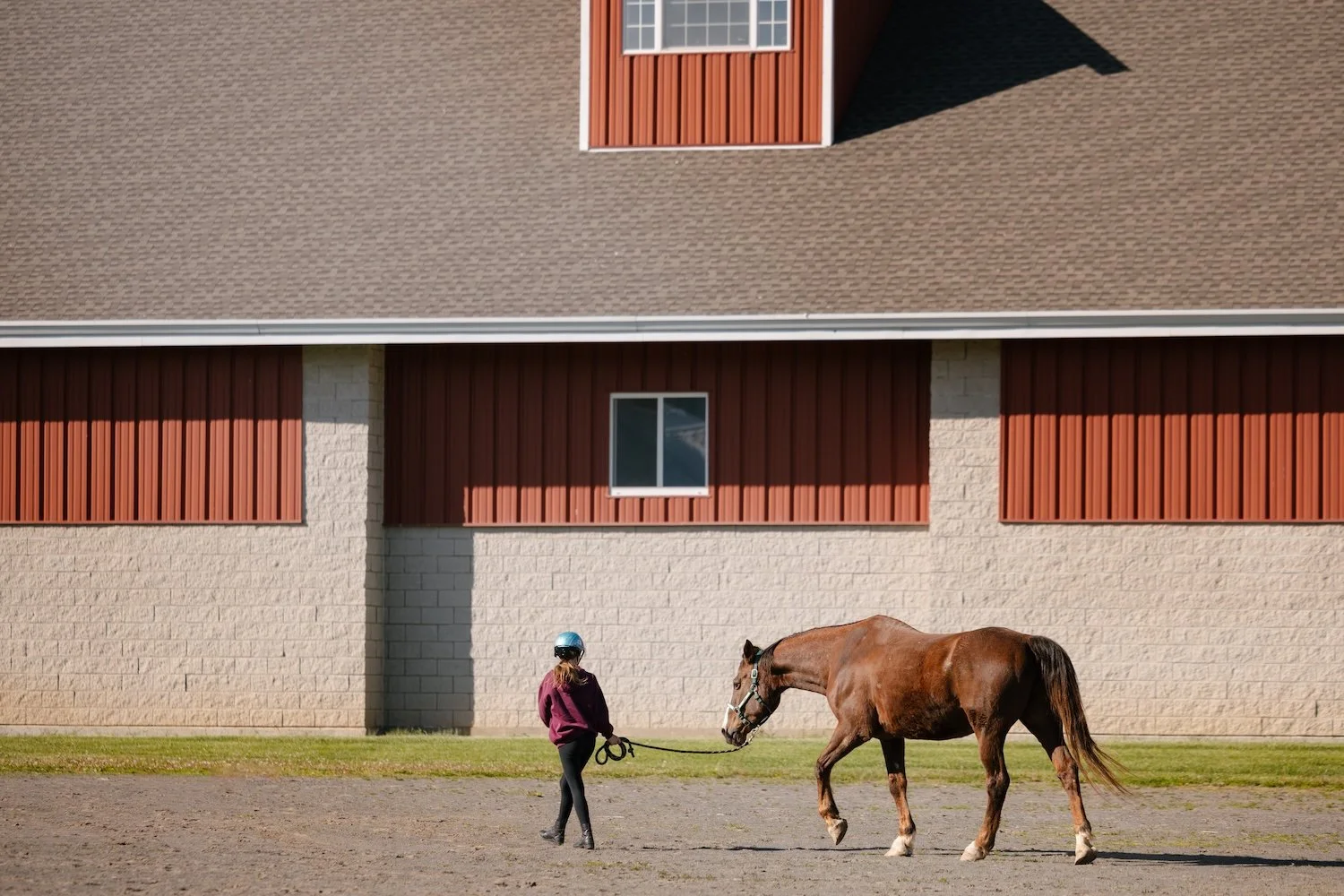 A girl wearing a helmet and purple jacket walking a brown horse with a white marking on its face on a lead line in front of a large barn with a brown roof and red and beige siding.